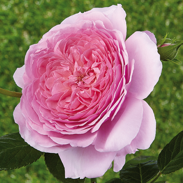 Romantisk rose