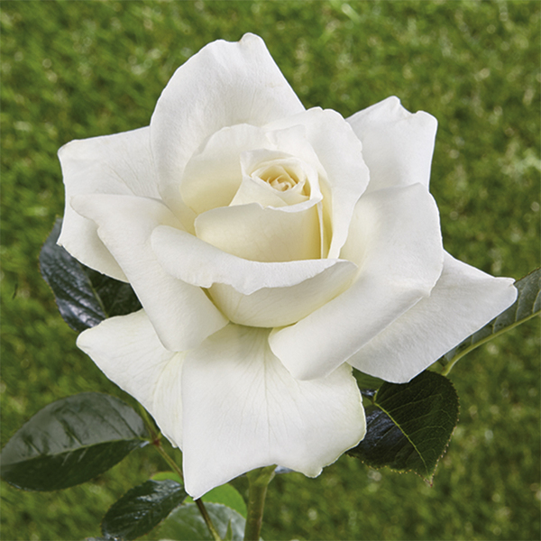 Historisk rose