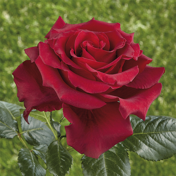 Storblomstret tehybridrose